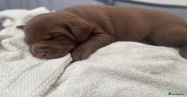 Labrador Retriever dogs - Advert 12
