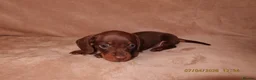 Miniature Dachshund dogs for sale: Only 2 Left!!! miniature dachshund puppies. - Advert 9