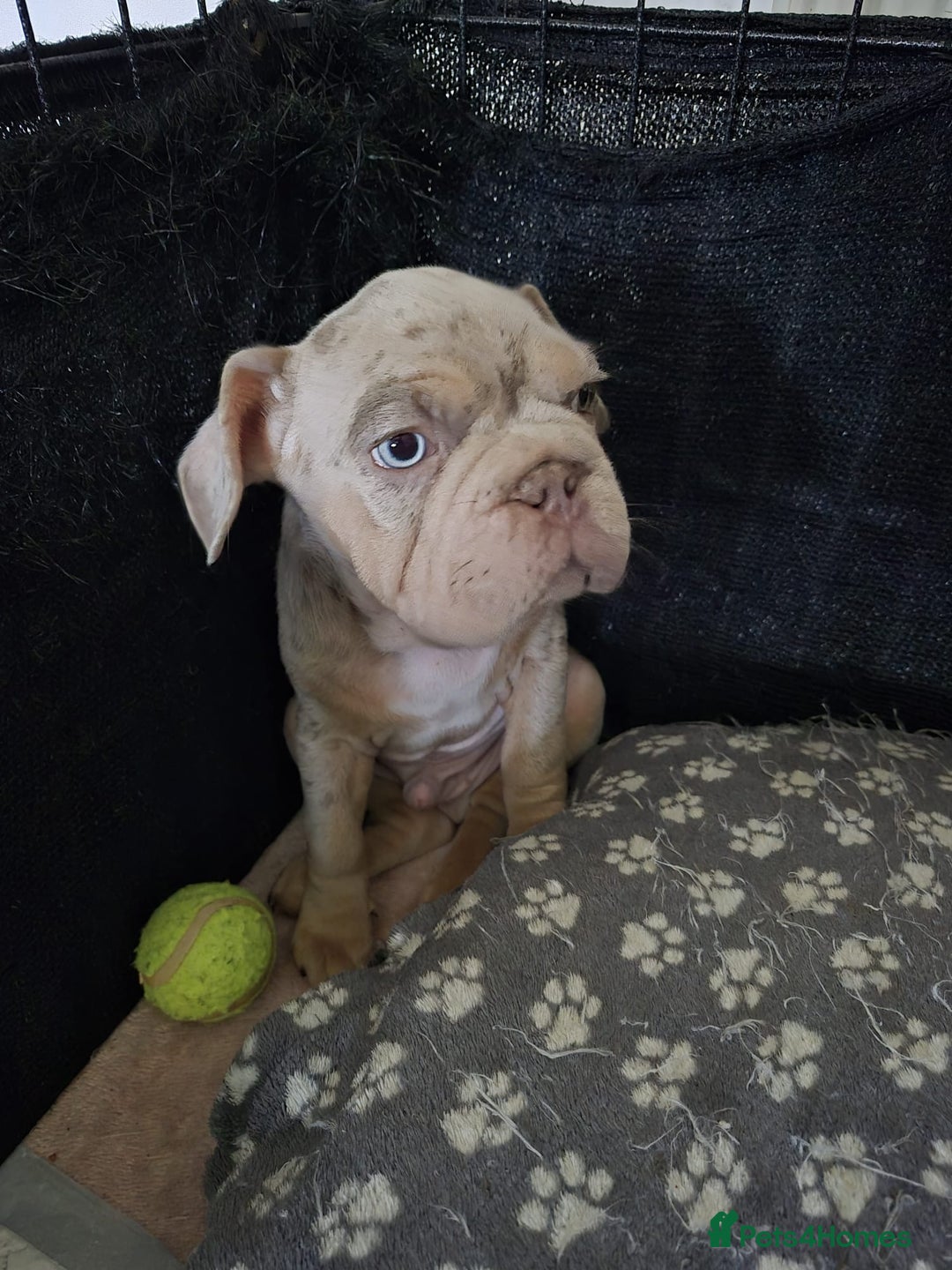 French Bulldog dogs for sale: Stunning boys  - Advert 8