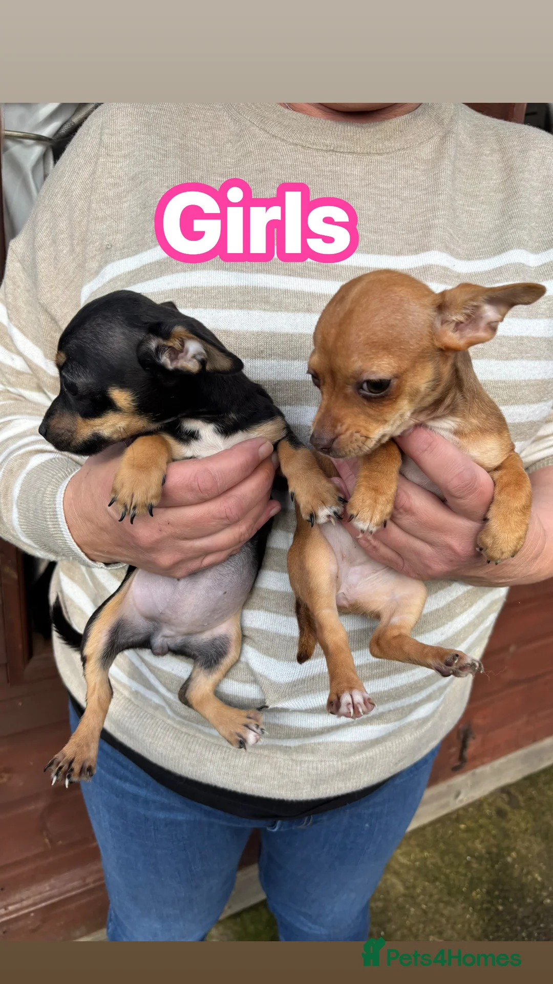 Jack Chi dogs for sale: Jack Chi’s  - Advert 2