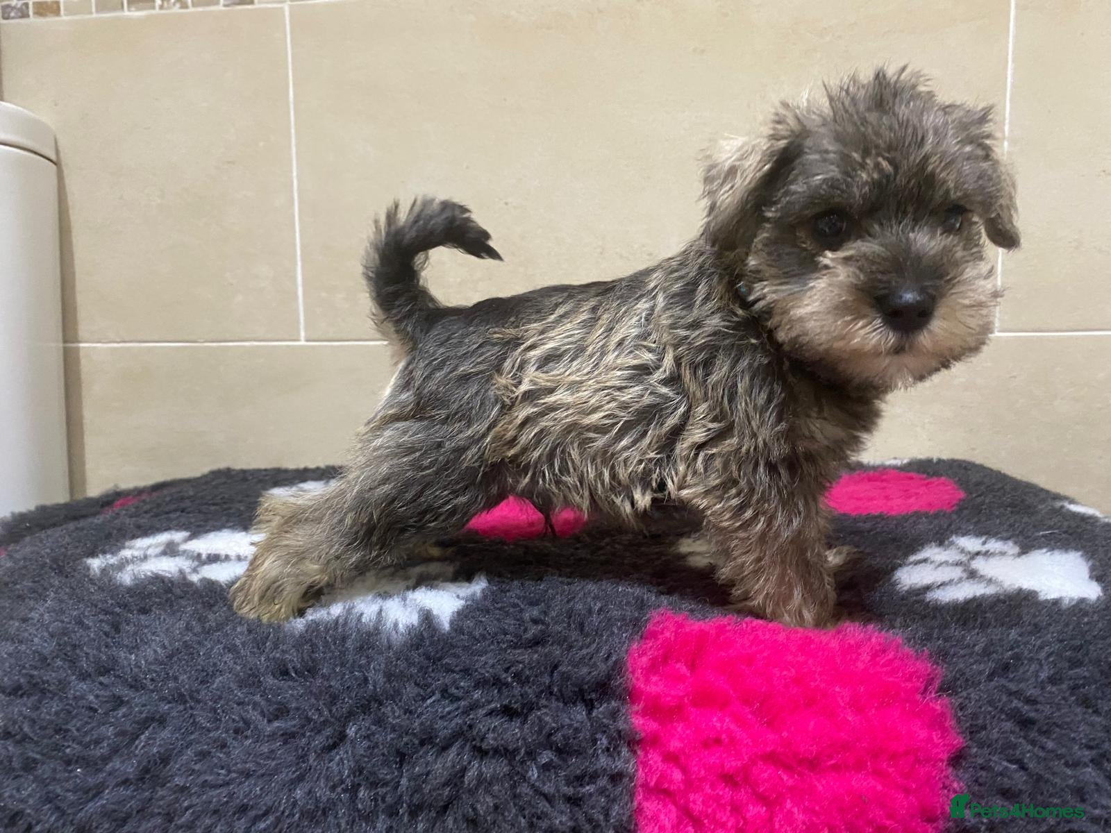 Miniature Schnauzer dogs Miniature schnauzer puppies  - Advert 4