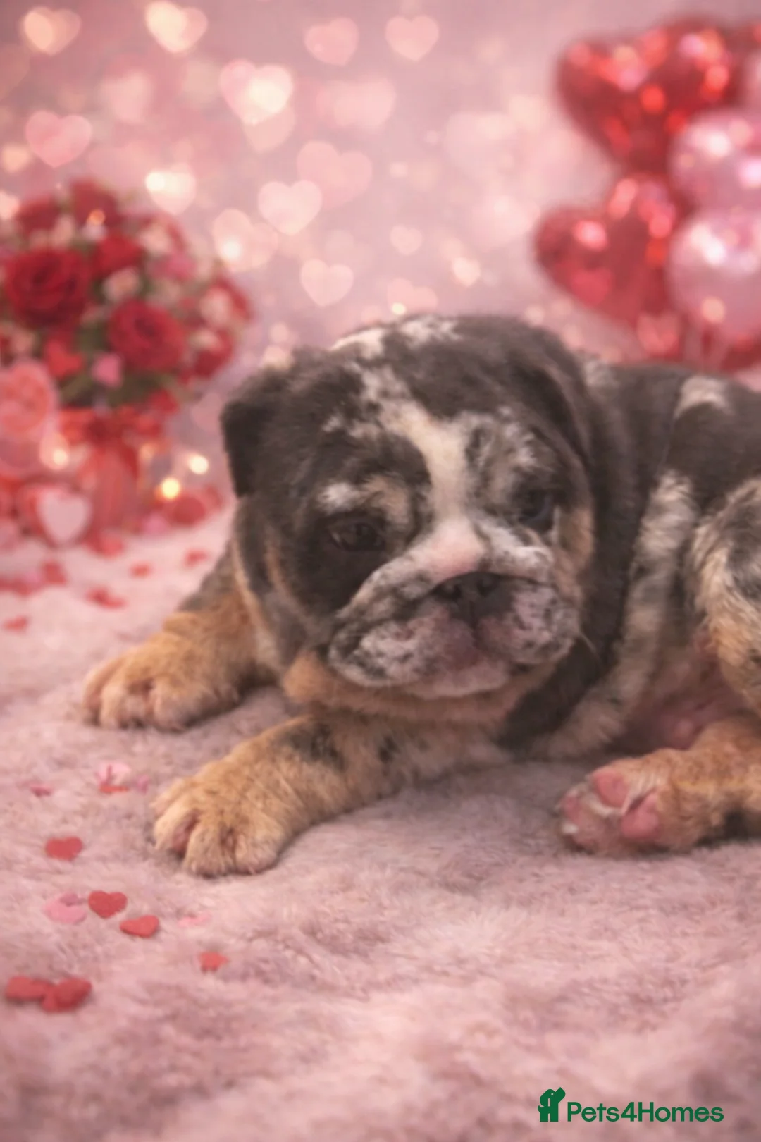 English Bulldog dogs for sale: British bulldogs  - Advert 4