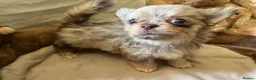 Chihuahua dogs for sale: Chihuahua puppies with blue and green eyes 2 m & 2 - Advert 10