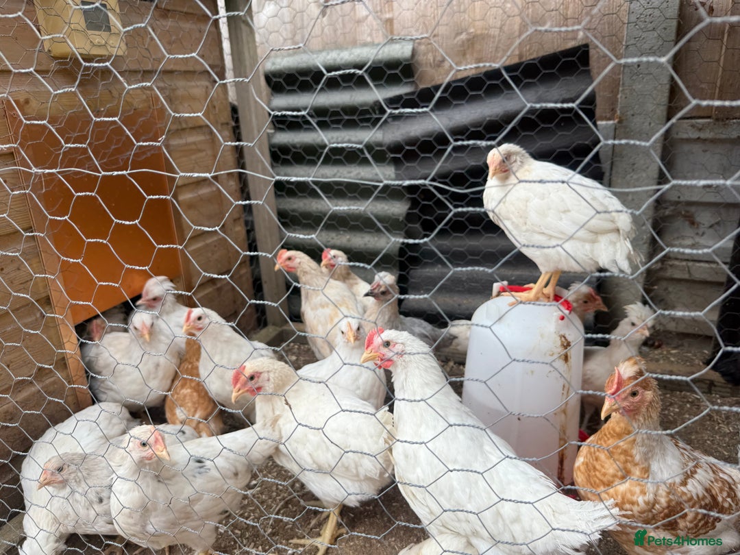Chickens poultry for sale: Mixed chicks  - Image 2