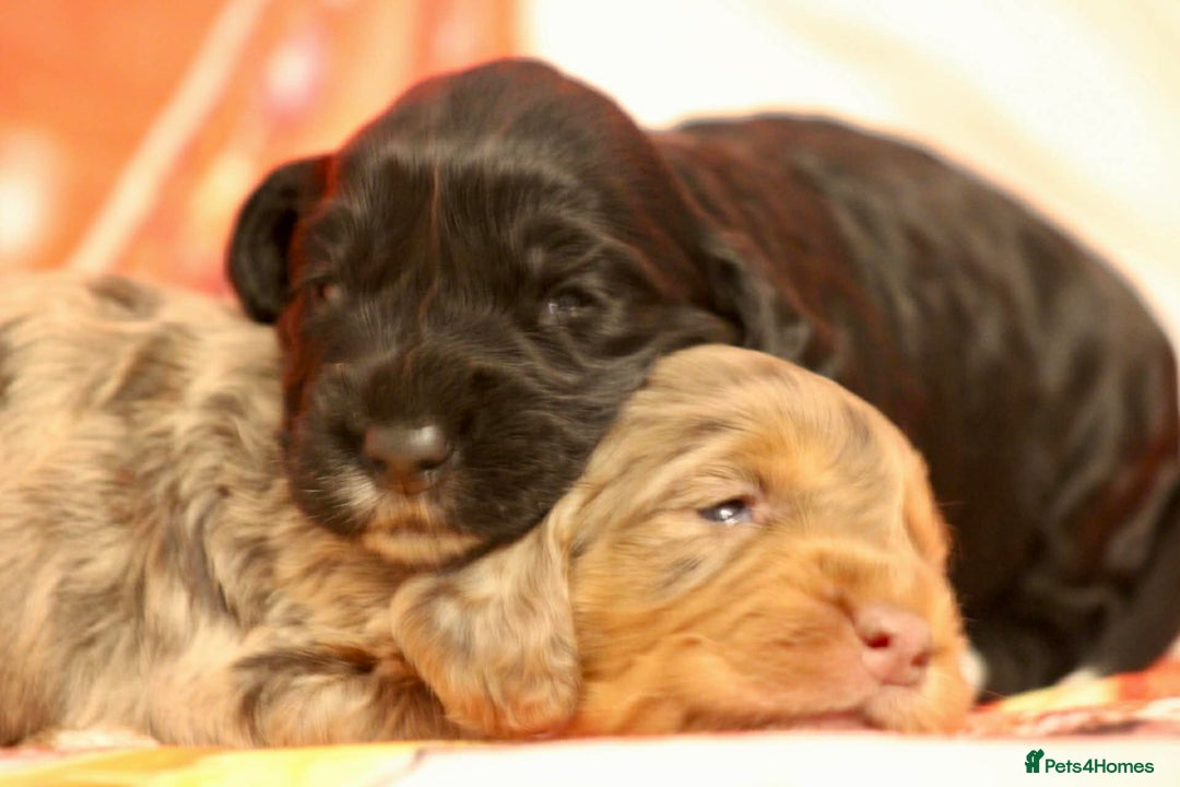 Cockapoo dogs for sale: Cockapoo puppies  - Advert 10