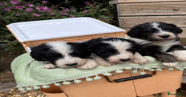 Bernedoodle dogs - Advert 4