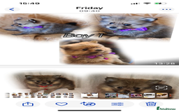 Pomeranian dogs for sale: Pomeranian. Full breed miniature puppies  - Image 8