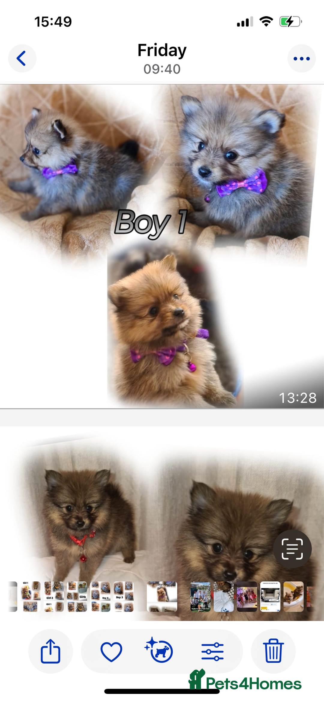 Pomeranian dogs for sale: Pomeranian. Full breed miniature puppies  - Image 8
