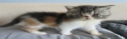 Exotic cats for sale: Lovely exotic kittens - Advert 12