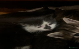 Mixed Breed cats for sale: Adorable Kittens Ready to Leave soon - Advert 15