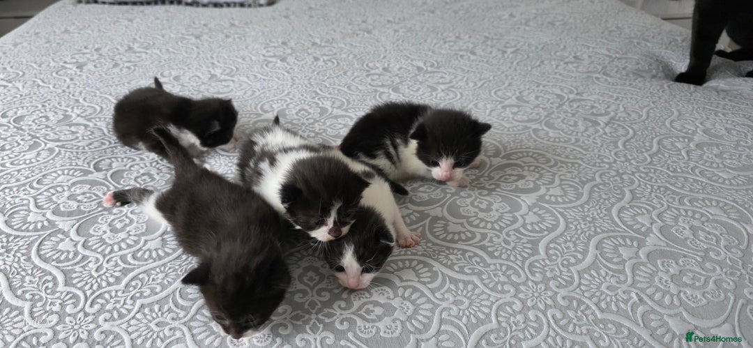 Domestic Shorthair cats for sale: A little of 5 beautiful kittens! - Advert 12