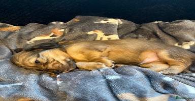 Miniature Dachshund dogs - Advert 14