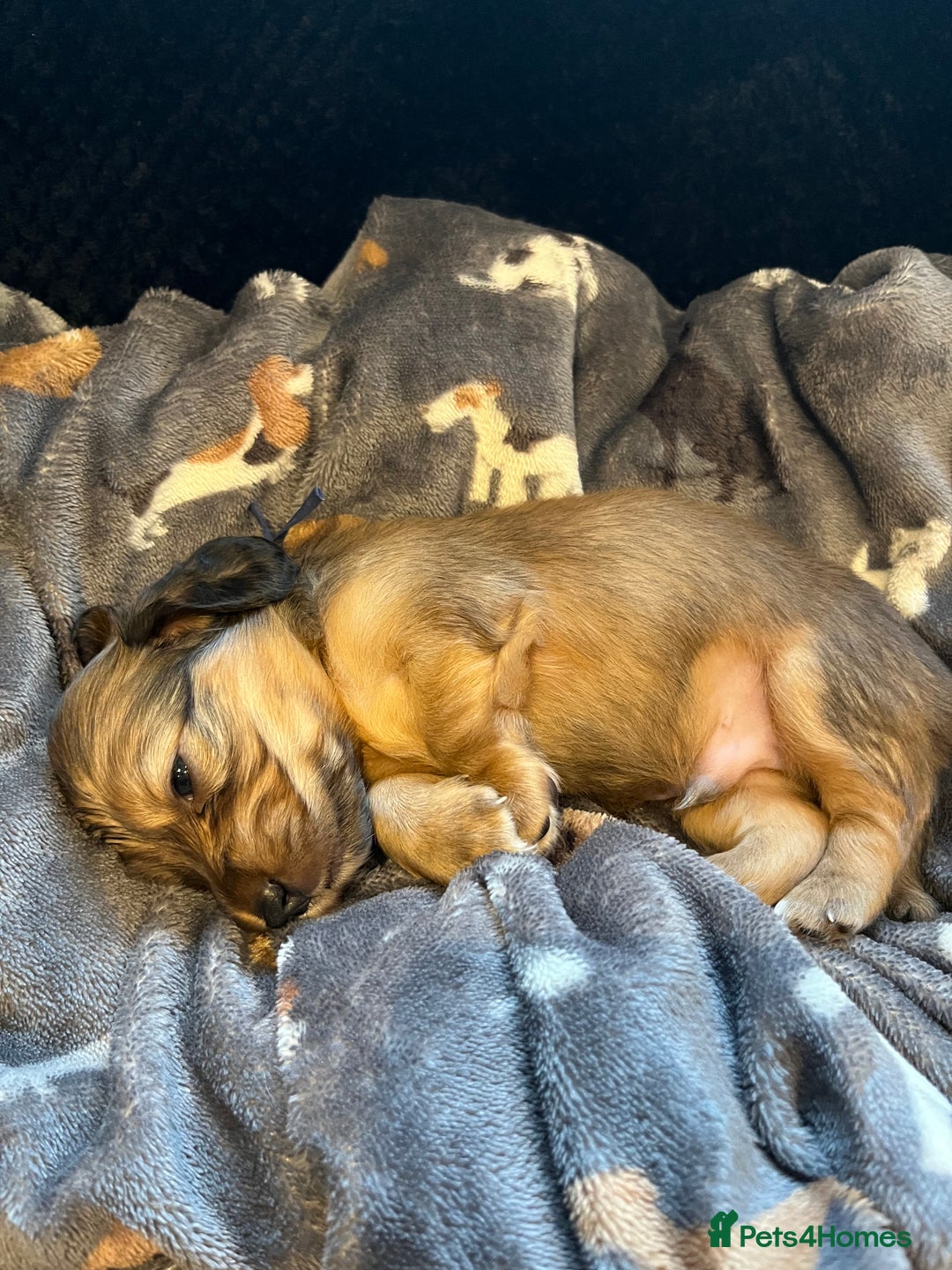 Miniature Dachshund dogs for sale: Family owned miniature longhaired dachshunds - Image 3