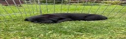 Labrador Retriever dogs for sale: Black Labrador Puppies - Advert 8