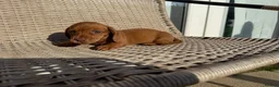 Miniature Dachshund dogs for sale: Long haired miniature dachshund - Advert 14