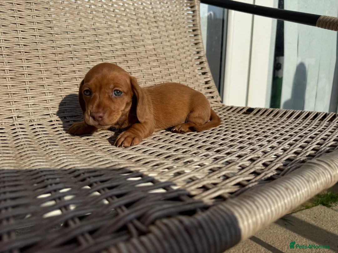 Miniature Dachshund dogs for sale: Long haired miniature dachshund - Advert 14