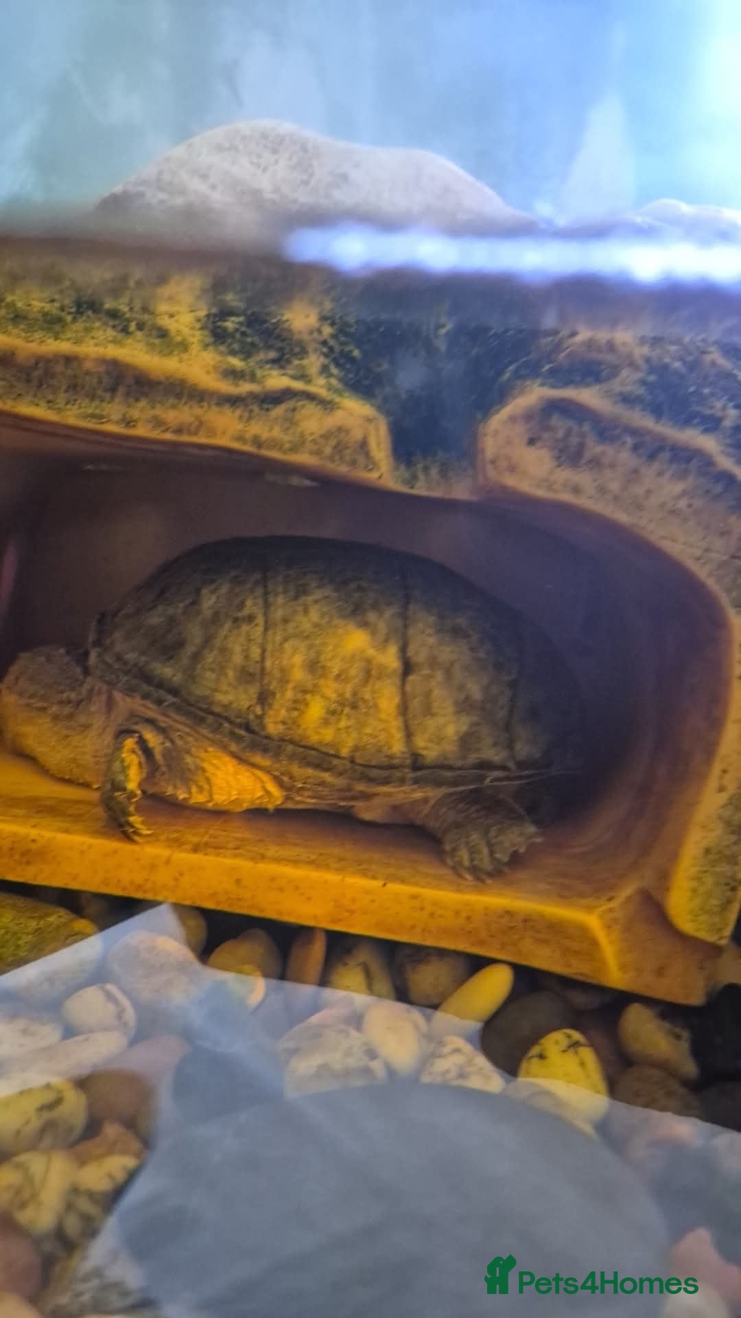 Turtle reptiles for sale: Turtles  - Image 1