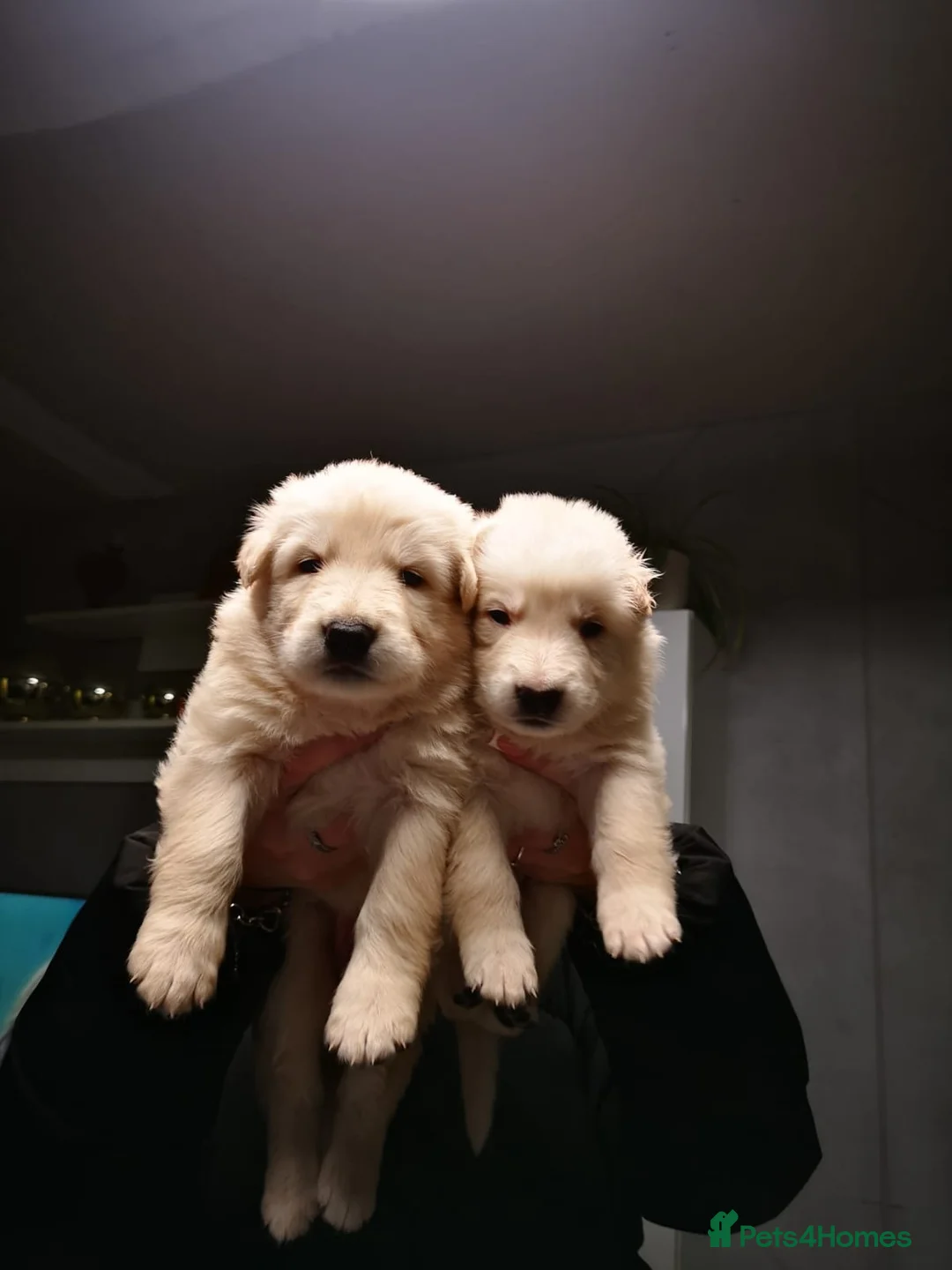 German Shepherd dogs for sale: German shepherd puppies - Advert 16