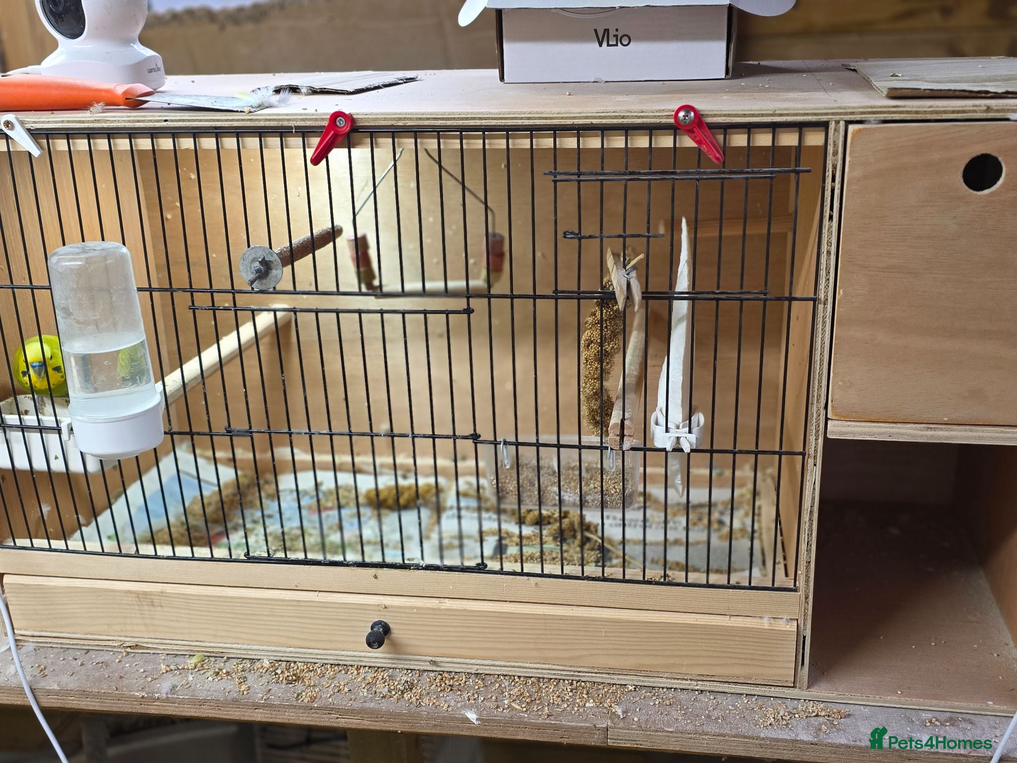 Budgerigars birds Breeding pair Budgies - Advert 13