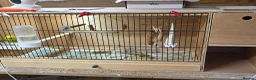 Budgerigars birds for sale: Breeding pair Budgies - Advert 1