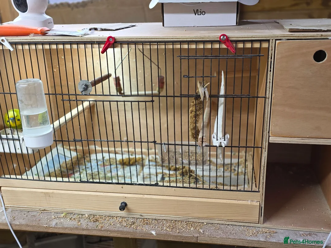 Budgerigars birds for sale: Breeding pair Budgies - Advert 1
