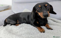 Miniature Dachshund dogs for sale: Beautiful KC Reg Smooth Haired Miniature Dachshund - Image 8