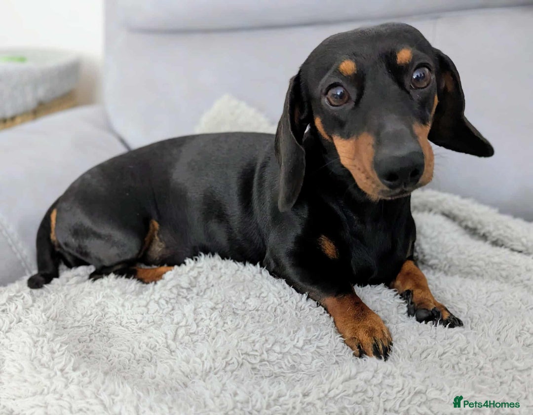 Miniature Dachshund dogs for sale: Beautiful KC Reg Smooth Haired Miniature Dachshund - Image 8