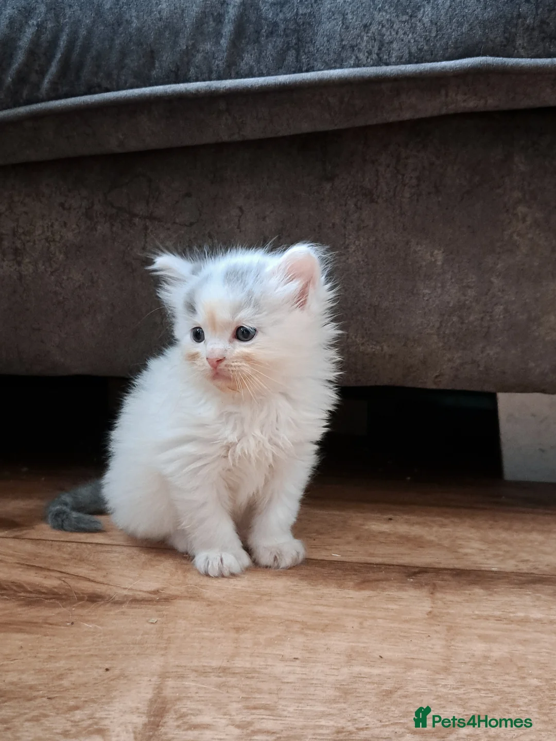 Ragdoll cats for sale: Beautiful ragdoll x British short hair - Advert 2