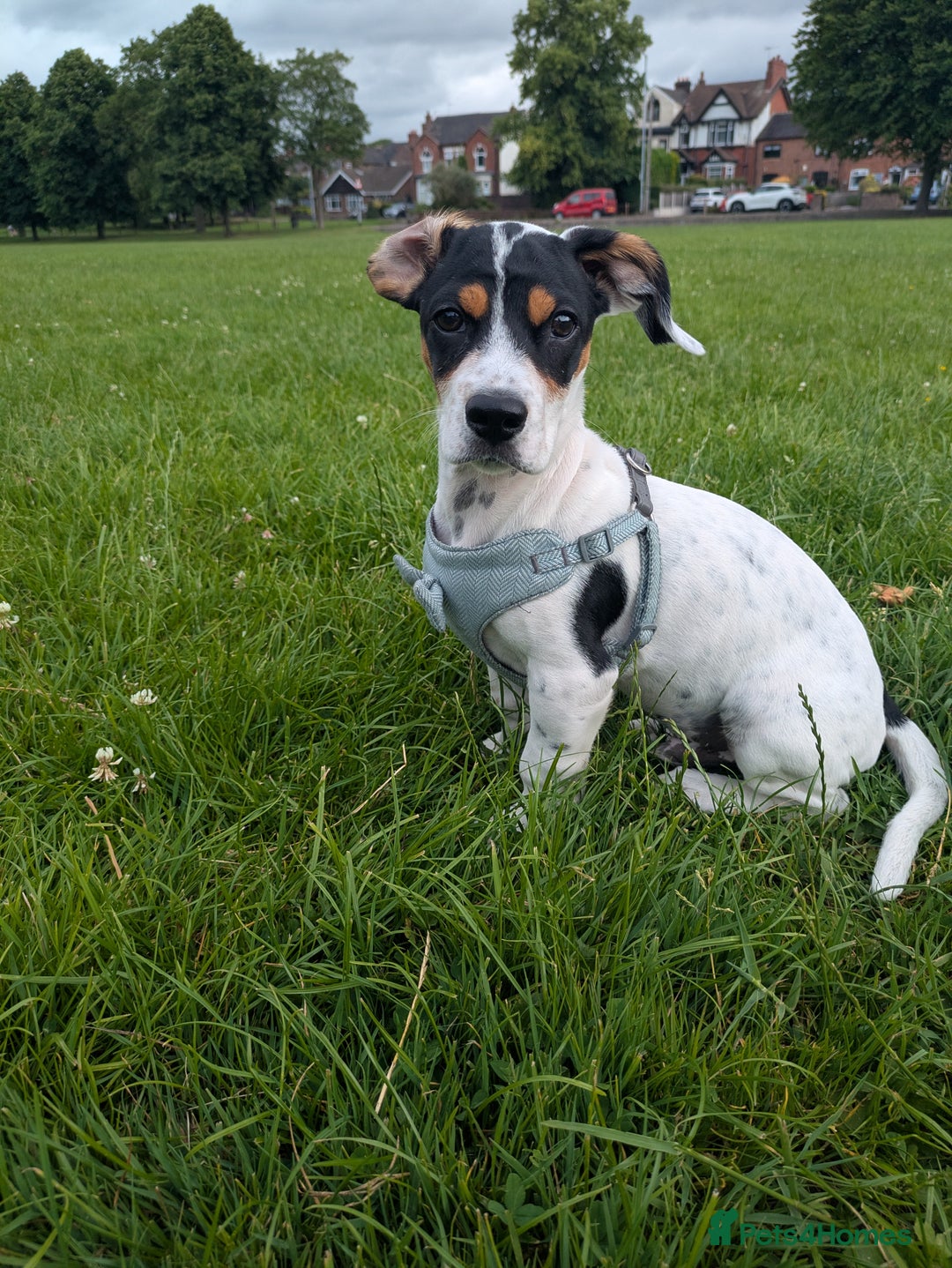 Mixed Breed dogs for sale: Jack Russell cross breed  - Advert 3