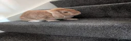 English Lop rabbits for sale: Lop ear rabbit in Bishop Auckland - Advert 4