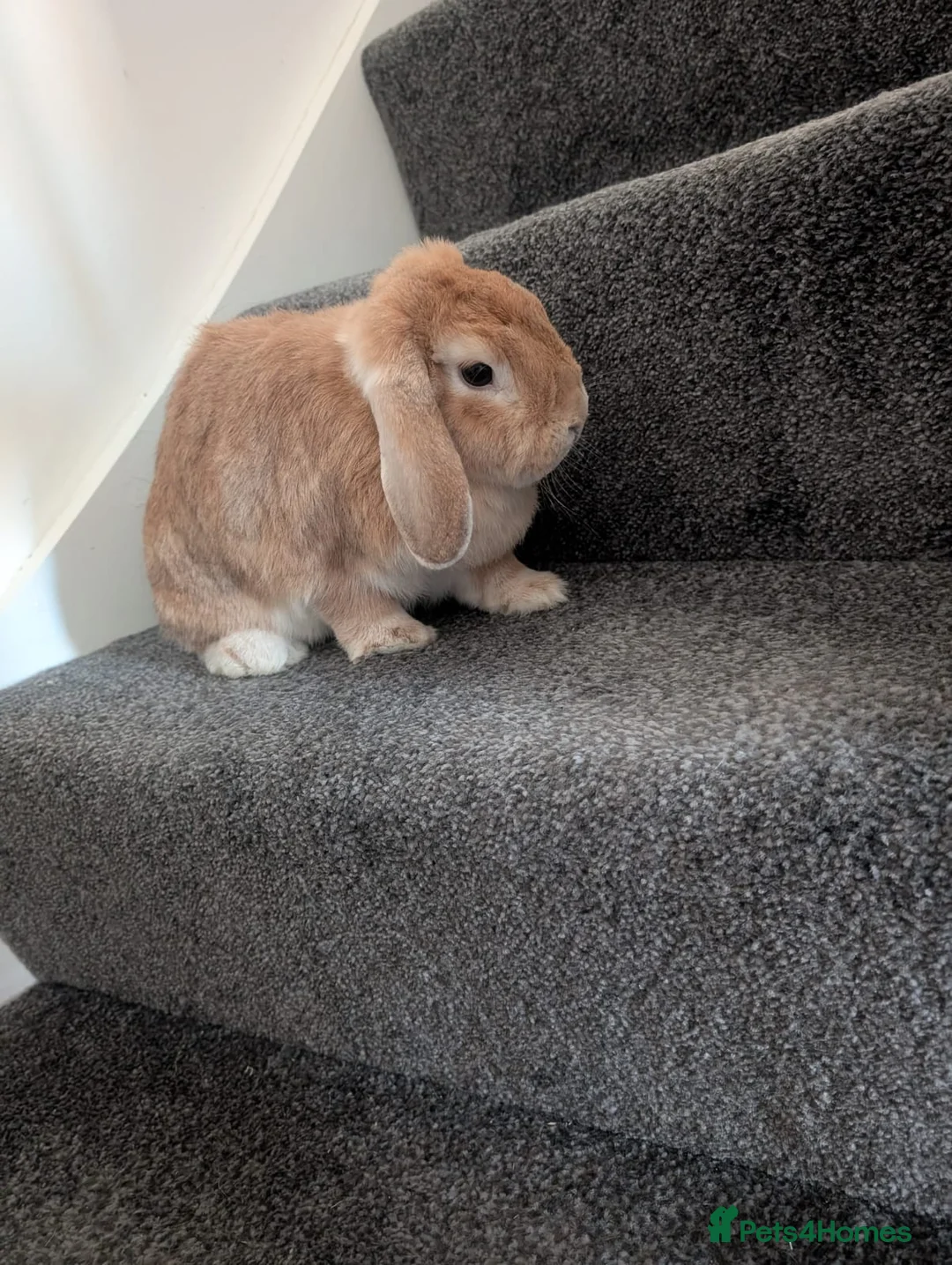 English Lop rabbits for sale: Lop ear rabbit in Bishop Auckland - Advert 4