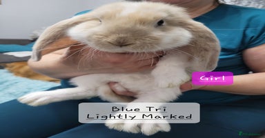 French Lop rabbits - Advert 12