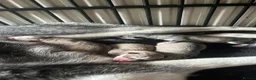 Siberian Husky dogs for sale: Siberian husky - Advert 1
