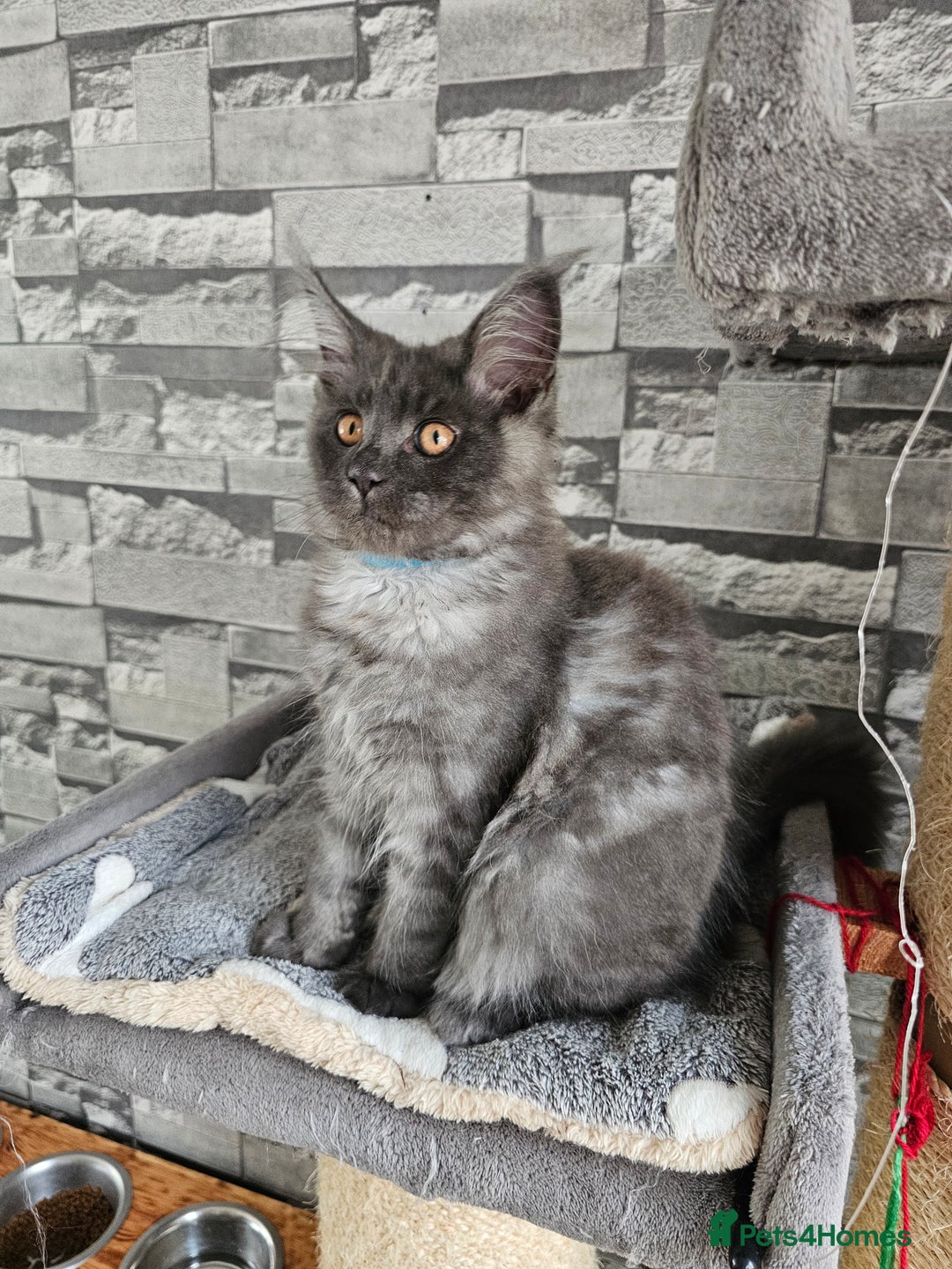 Maine Coon cats for sale: Blue Maine Coon kittens Tica registered in King's Lynn - Image 4