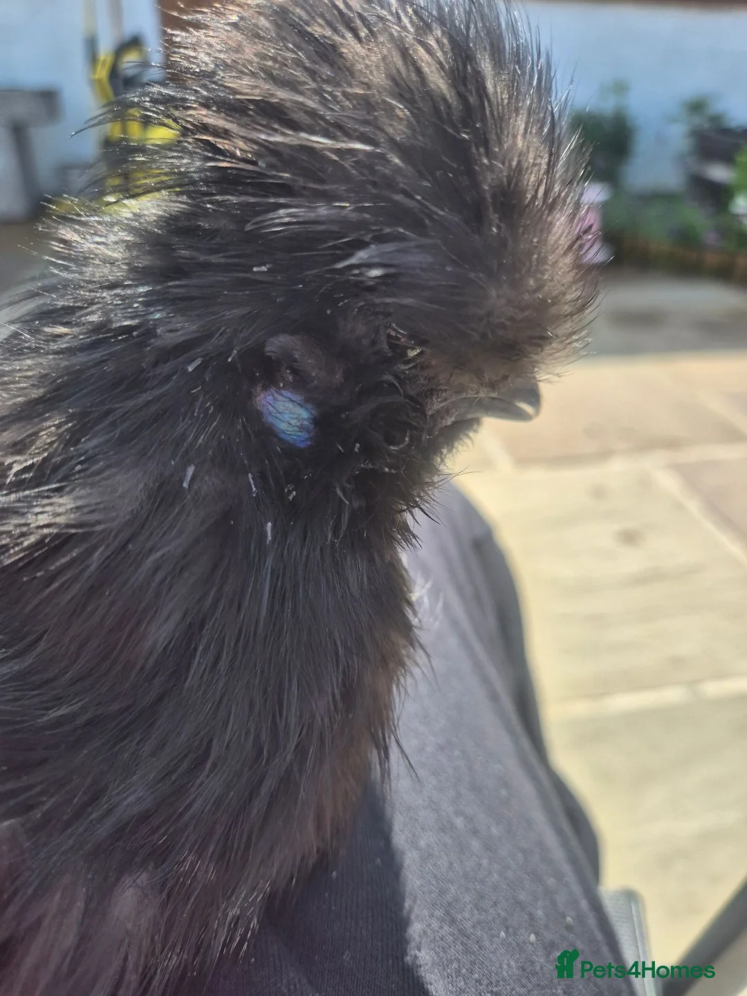 Chickens poultry for sale: Silkie cockerel for good home - Advert 2