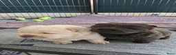 Chow Chow dogs for sale: Chow Chow Puppies  - Advert 11