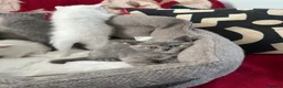 British Shorthair cats for sale: Last british short hair  - Advert 1