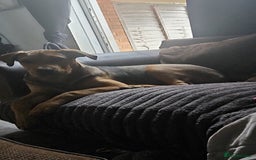 Mixed Breed dogs for sale: Male bullmastiff  - Image 6