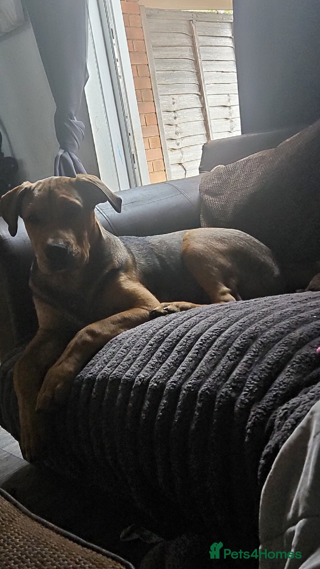 Mixed Breed dogs for sale: Male bullmastiff  - Image 6