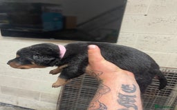 Rottweiler dogs for sale: Rottweiler/rotty puppies - Image 15