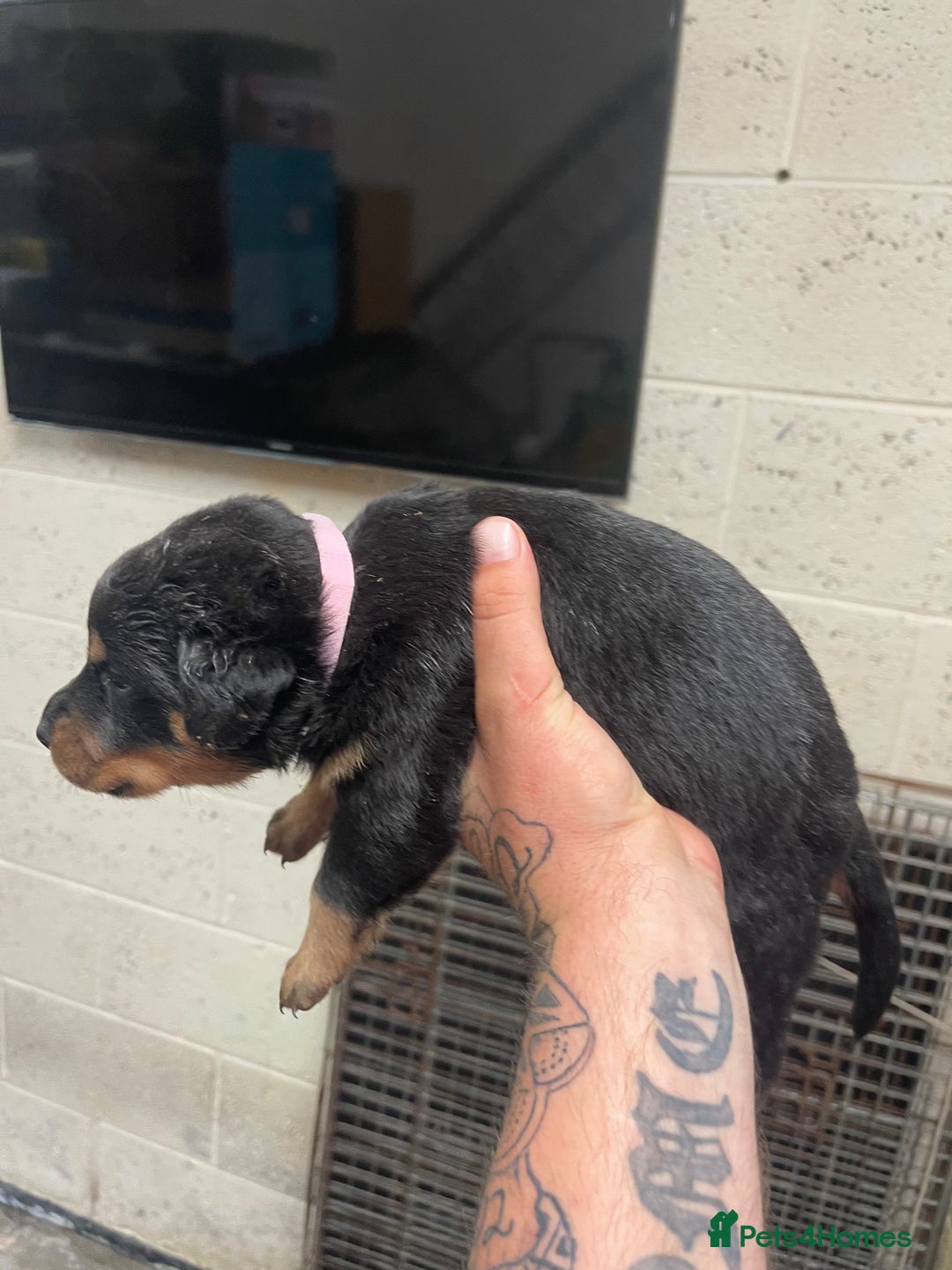 Rottweiler dogs for sale: Rottweiler/rotty puppies - Image 15