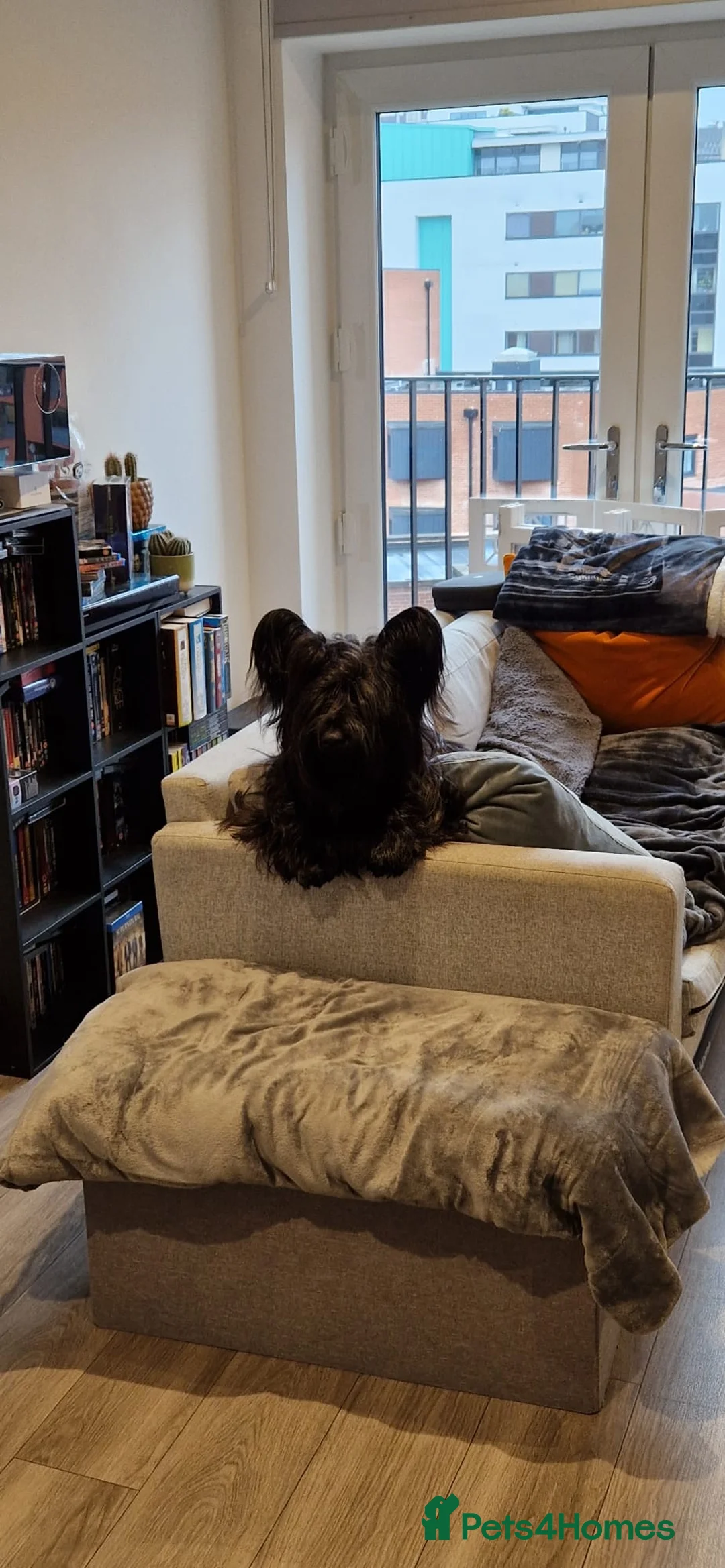 Skye Terrier dogs for sale: Male Skye Terrier. Fully vaccinated, microchipped in Birmingham - Advert 2