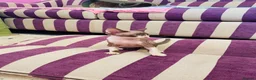 Devon Rex cats for sale: Beautiful pure Devon Rex kittens  - Advert 2