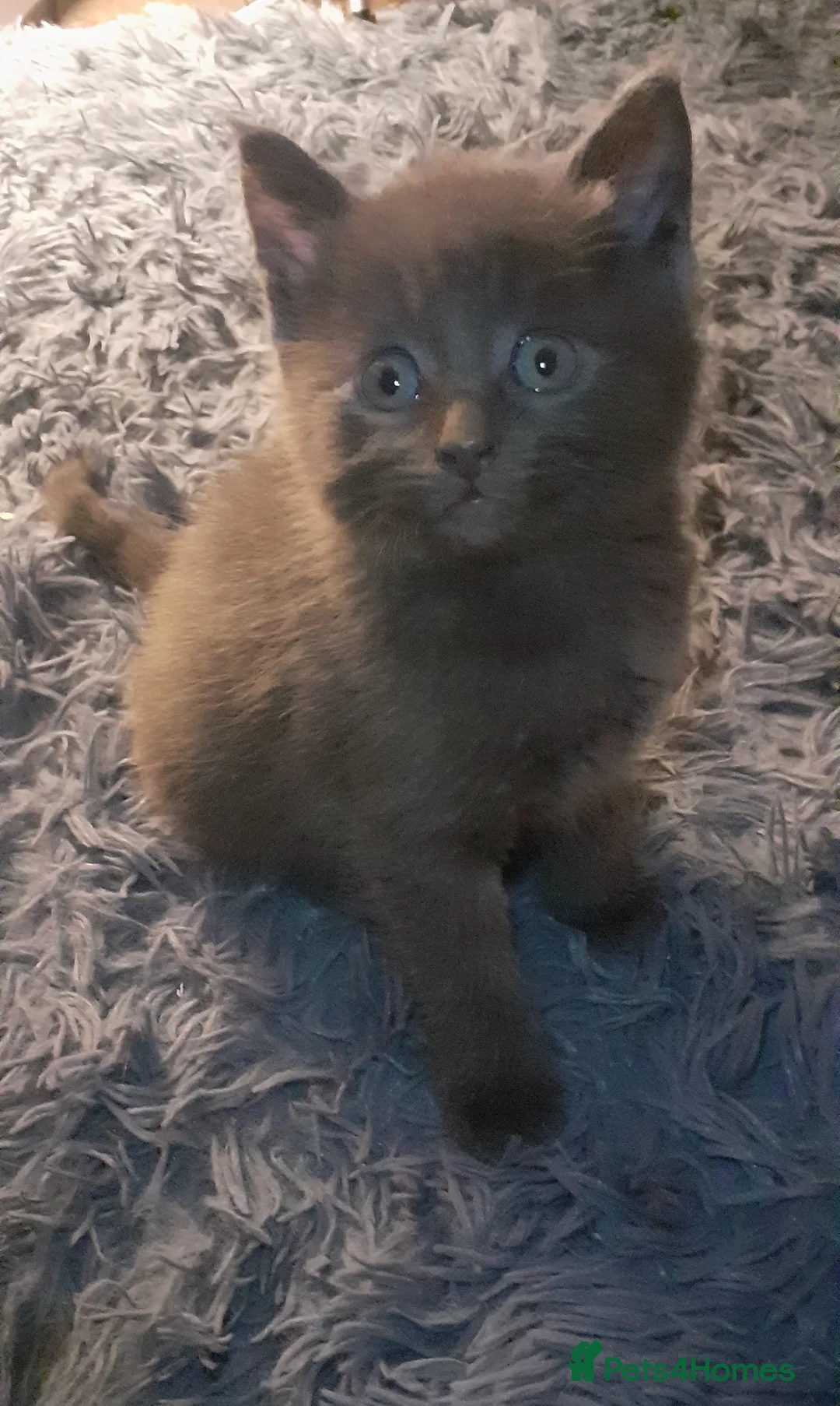Russian Blue cats for sale: Kittens  in Huddersfield - Advert 2