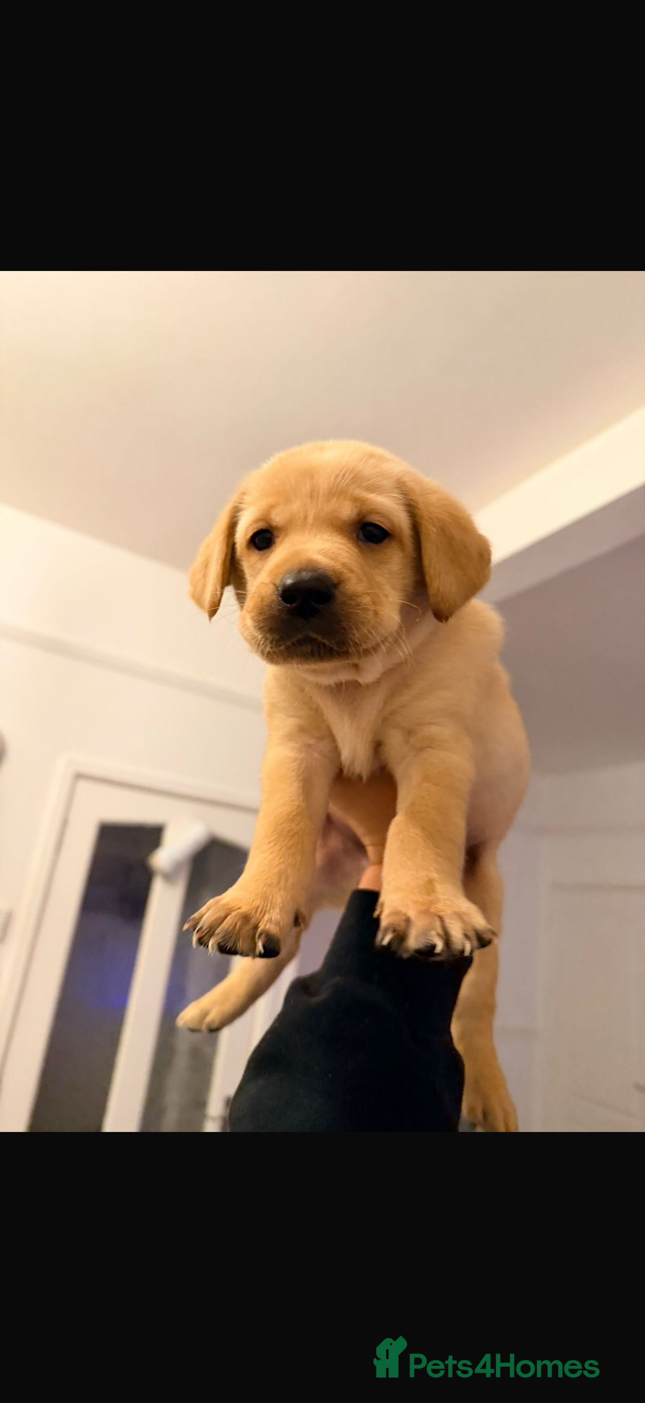 Labrador Retriever dogs Last Labrador left 🐶🐾 - Advert 15