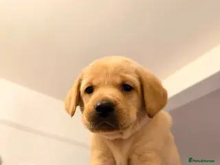 Labrador Retriever dogs Last Labrador left 🐶🐾 - Advert 15