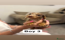 Miniature Dachshund dogs for sale: Stunning baby mini dachshunds  - Image 18
