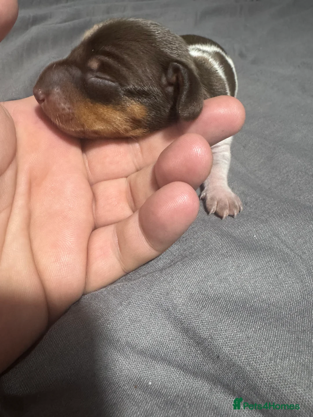 Miniature Dachshund dogs for sale: Beautiful boy - Advert 12