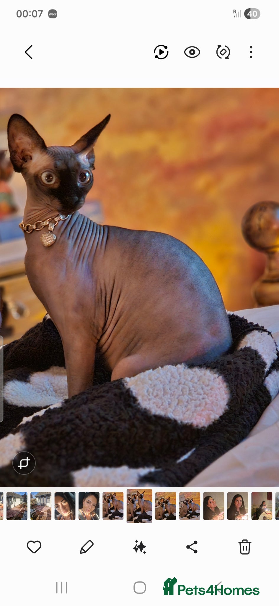 Sphynx cats 5 star kittens for 5 star homes - Advert 1