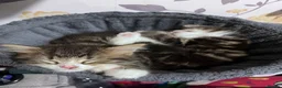 Mixed Breed cats for sale: Kittens  in Gillingham - Advert 18